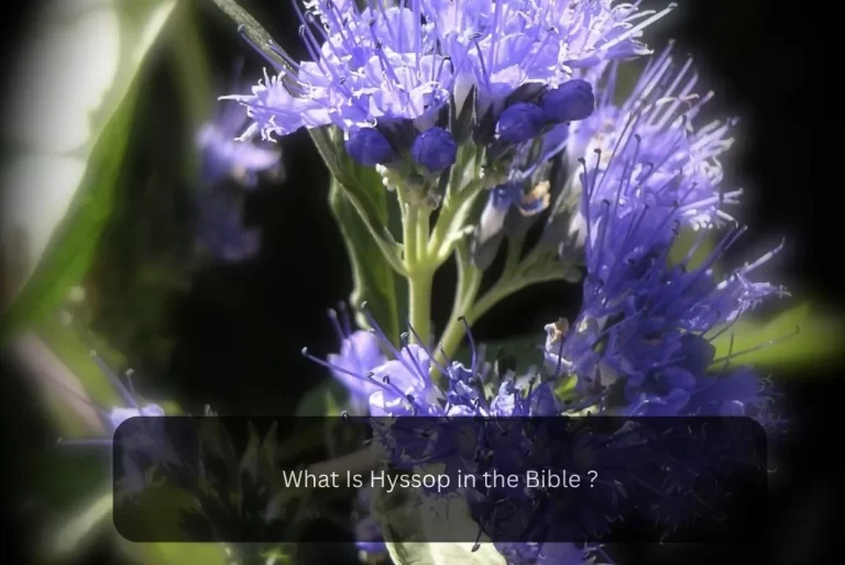 What Is Hyssop in the Bible? – Impromise